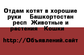 Отдам котят в хорошие руки  - Башкортостан респ. Животные и растения » Кошки   